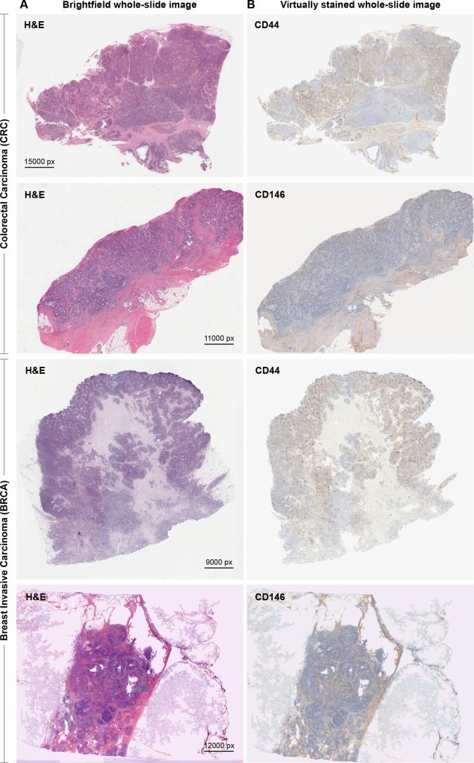 https://cdn.ncbi.nlm.nih.gov/pmc/blobs/9bab/11415301/e790729a24e4/42256_2024_889_Fig15_ESM.jpg