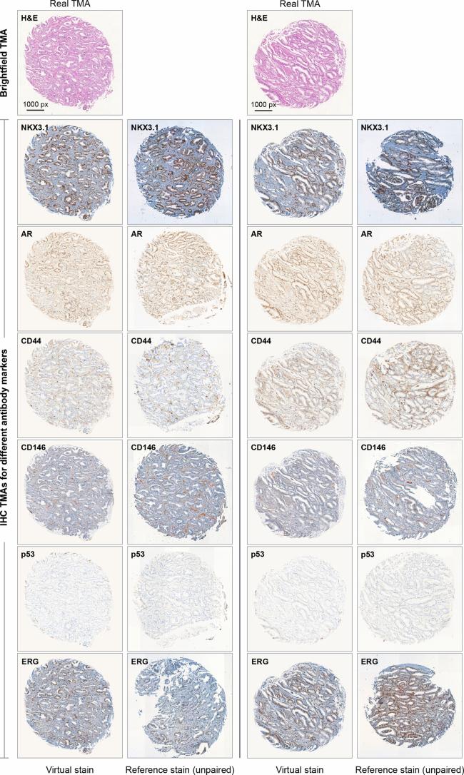 https://cdn.ncbi.nlm.nih.gov/pmc/blobs/9bab/11415301/fa5bbe6b8f2f/42256_2024_889_Fig7_ESM.jpg