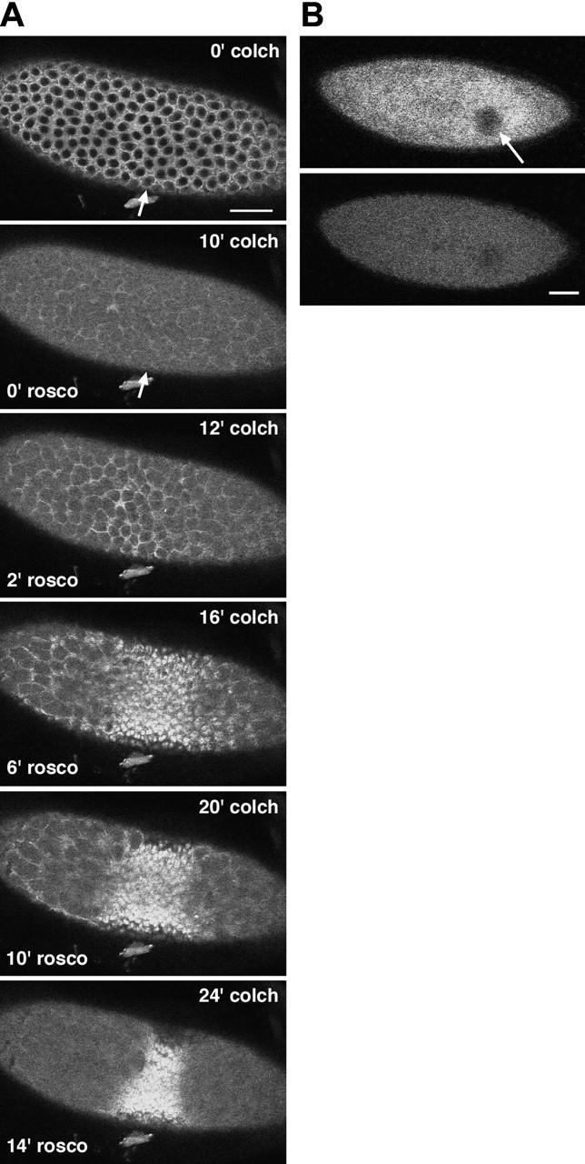 https://cdn.ncbi.nlm.nih.gov/pmc/blobs/9bad/2173028/8b71f8da52a3/200203148f4.jpg