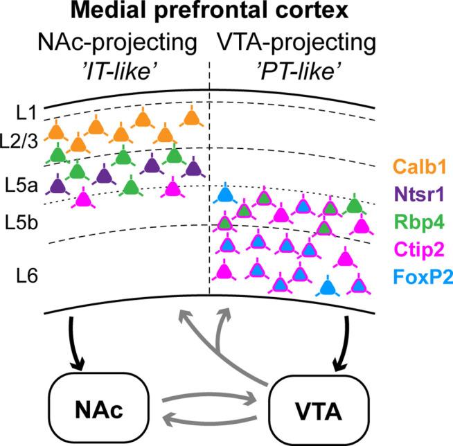 https://cdn.ncbi.nlm.nih.gov/pmc/blobs/9bad/9444245/05d6b63b1eb7/elife-78813-fig7.jpg
