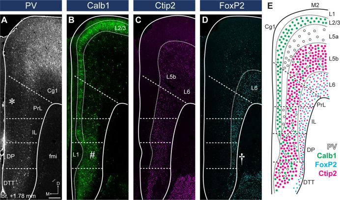 https://cdn.ncbi.nlm.nih.gov/pmc/blobs/9bad/9444245/f6688563a440/elife-78813-fig1-figsupp1.jpg