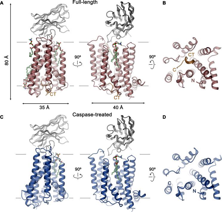 https://cdn.ncbi.nlm.nih.gov/pmc/blobs/9bb2/8298096/07e1cf5a79da/elife-69800-fig3.jpg