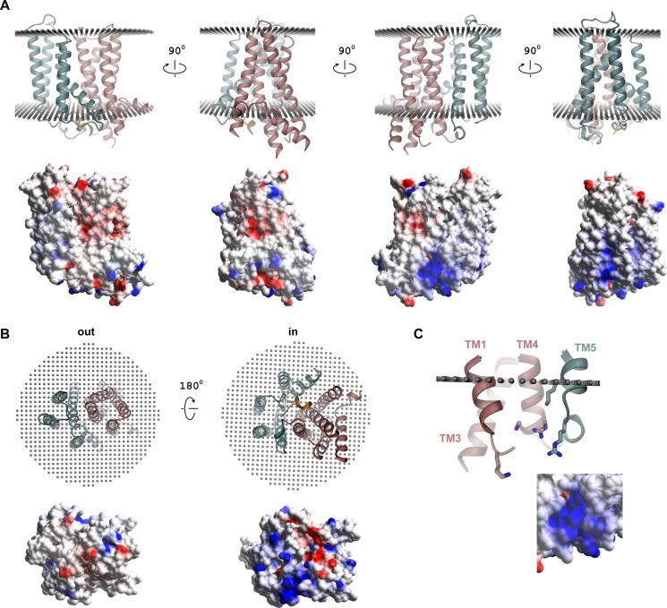 https://cdn.ncbi.nlm.nih.gov/pmc/blobs/9bb2/8298096/462c72d54c38/elife-69800-fig5-figsupp2.jpg