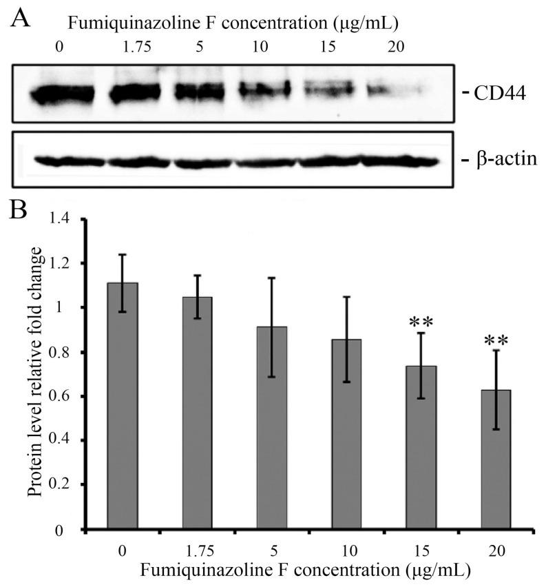 https://cdn.ncbi.nlm.nih.gov/pmc/blobs/9bb5/12347039/6266ec28d1e3/ijms-26-07582-g005.jpg