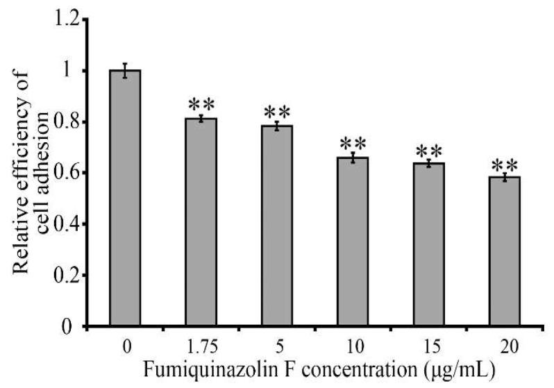 https://cdn.ncbi.nlm.nih.gov/pmc/blobs/9bb5/12347039/9ed68b44ceaa/ijms-26-07582-g007.jpg