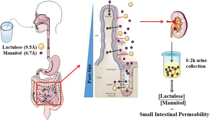 https://cdn.ncbi.nlm.nih.gov/pmc/blobs/9bb9/8427160/5808629465ae/fnut-08-717925-g0002.jpg