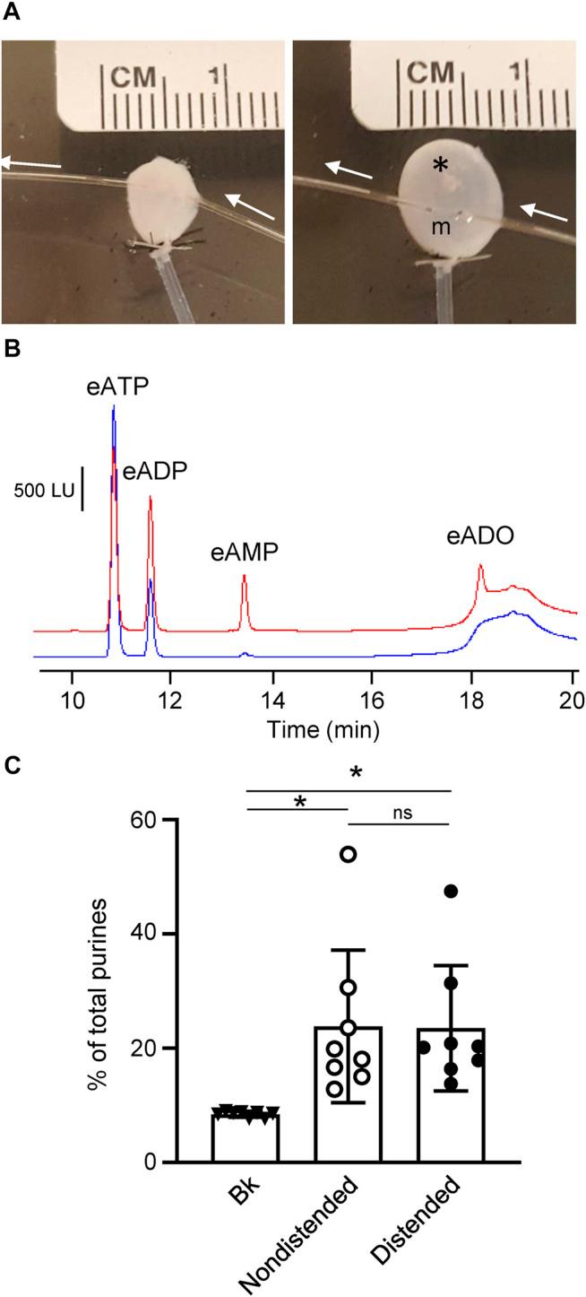 https://cdn.ncbi.nlm.nih.gov/pmc/blobs/9bbe/9246094/8b00fb38e1aa/fphys-13-918100-g004.jpg