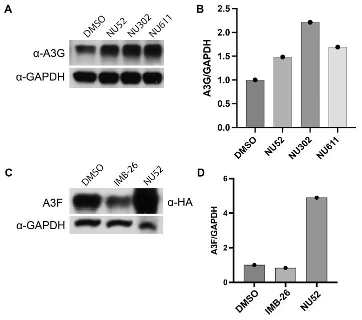 https://cdn.ncbi.nlm.nih.gov/pmc/blobs/9bc3/12031279/7e3d1feac51d/viruses-17-00514-g004.jpg