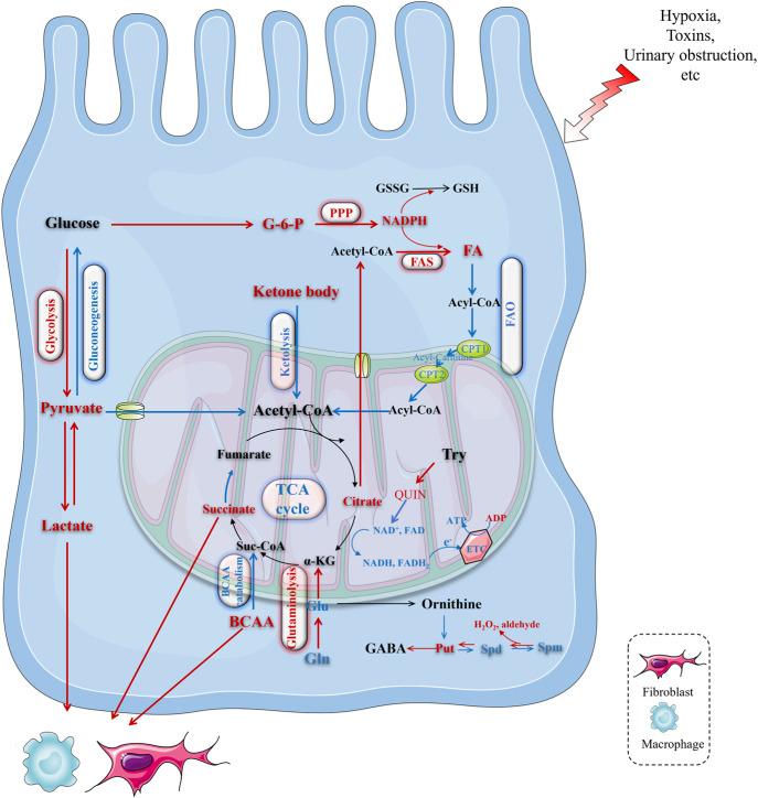 https://cdn.ncbi.nlm.nih.gov/pmc/blobs/9bc3/12178853/902499659b79/fphys-16-1602865-g003.jpg