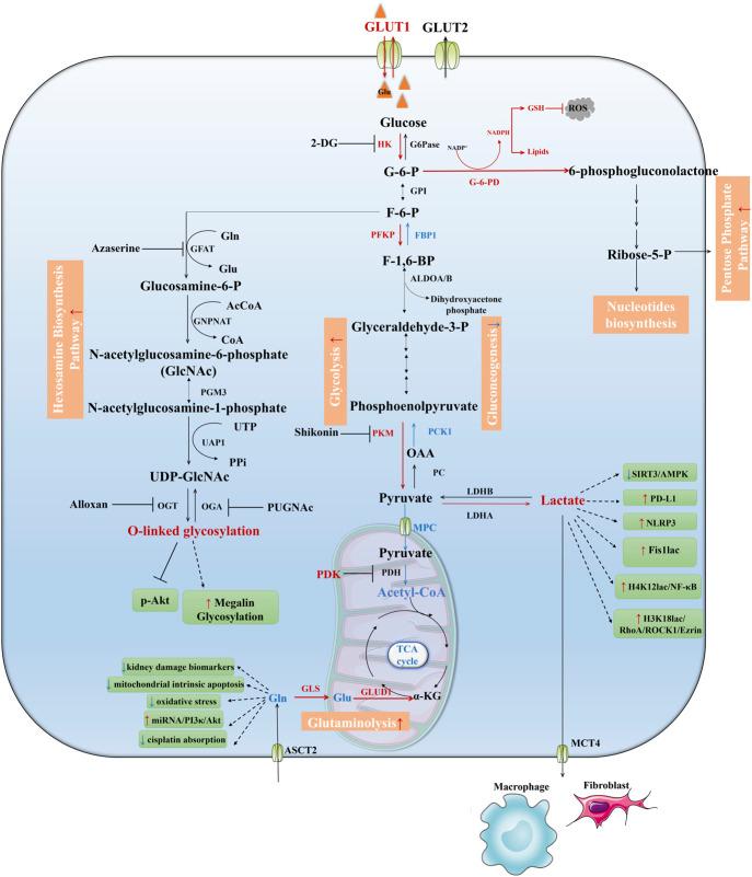 https://cdn.ncbi.nlm.nih.gov/pmc/blobs/9bc3/12178853/98ab7a22b3c2/fphys-16-1602865-g002.jpg