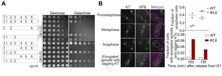 https://cdn.ncbi.nlm.nih.gov/pmc/blobs/9bc4/7292645/5ffda1dd48f6/elife-55096-fig2-figsupp2.jpg