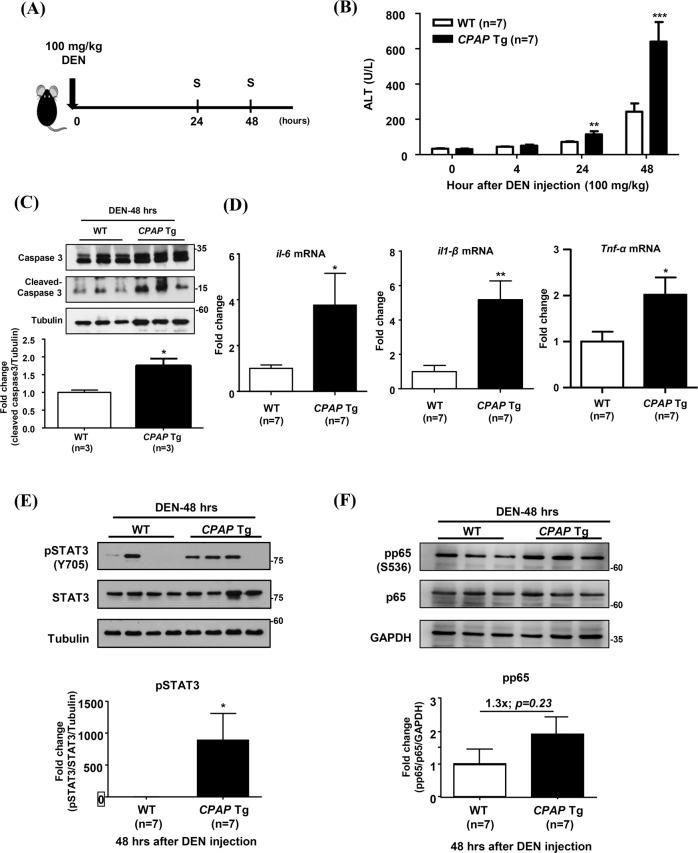 https://cdn.ncbi.nlm.nih.gov/pmc/blobs/9bc5/8536685/20153ef3bb3e/41419_2021_4295_Fig2_HTML.jpg