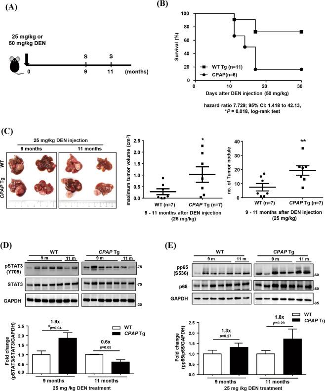 https://cdn.ncbi.nlm.nih.gov/pmc/blobs/9bc5/8536685/8d6400c993d9/41419_2021_4295_Fig3_HTML.jpg