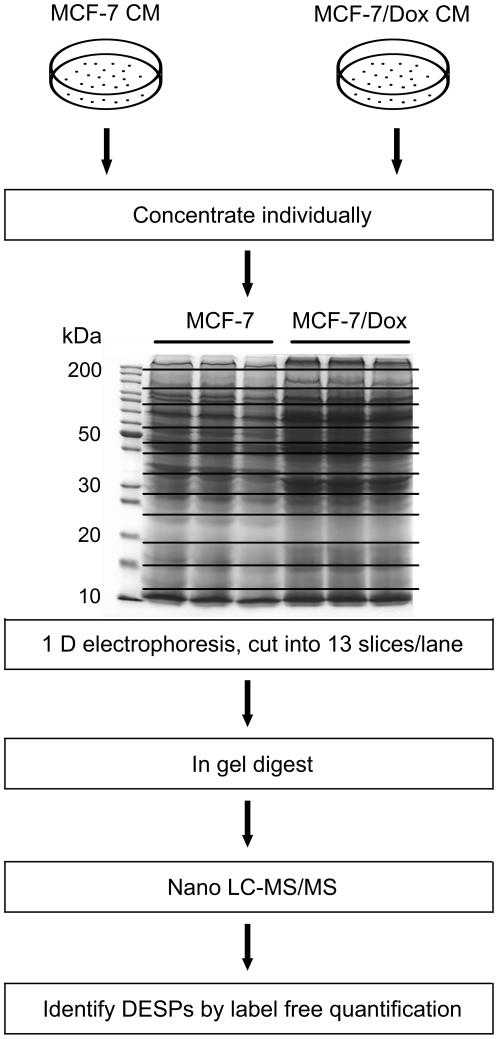 https://cdn.ncbi.nlm.nih.gov/pmc/blobs/9bc6/3169632/9262f0d8909a/pone.0024684.g001.jpg