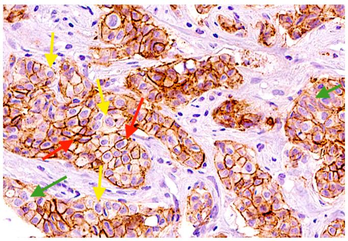 https://cdn.ncbi.nlm.nih.gov/pmc/blobs/9bcf/11508537/f04bc9cd5a86/ijms-25-11109-g005.jpg