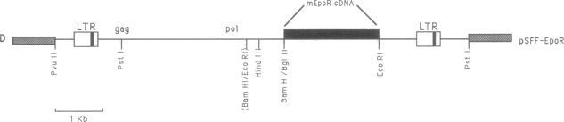 https://cdn.ncbi.nlm.nih.gov/pmc/blobs/9bcf/55299/e4a82f07f379/pnas01049-0488-d.jpg