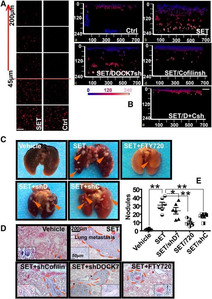 https://cdn.ncbi.nlm.nih.gov/pmc/blobs/9bcf/5608591/42013ec774fd/gr5.jpg