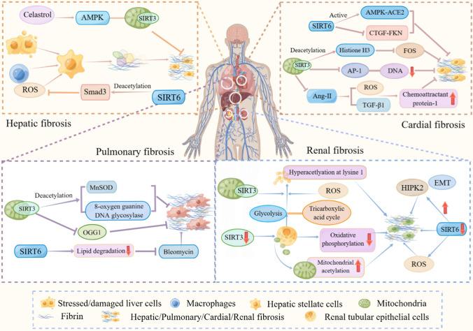 https://cdn.ncbi.nlm.nih.gov/pmc/blobs/9bd0/11072011/18c882558f72/18_2023_5093_Fig1_HTML.jpg