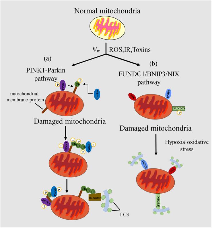 https://cdn.ncbi.nlm.nih.gov/pmc/blobs/9bd3/7297908/b8c645082675/fcell-08-00413-g001.jpg