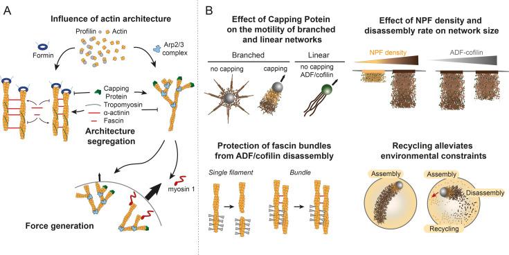 https://cdn.ncbi.nlm.nih.gov/pmc/blobs/9bd4/12203972/f037225055fa/BCJ-482-11-BCJ20253044-g002.jpg