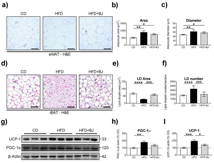 https://cdn.ncbi.nlm.nih.gov/pmc/blobs/9bd7/10892331/5418b2b5ef64/nutrients-16-00513-g003.jpg