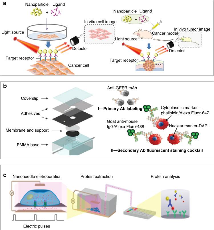 https://cdn.ncbi.nlm.nih.gov/pmc/blobs/9bd9/8433455/1a482bae359d/41378_2021_238_Fig2_HTML.jpg