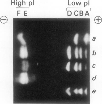 https://cdn.ncbi.nlm.nih.gov/pmc/blobs/9beb/1055735/b6b8b6c3407a/plntphys00634-0222-a.jpg