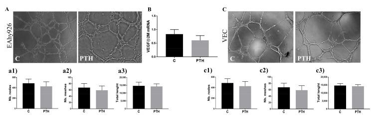 https://cdn.ncbi.nlm.nih.gov/pmc/blobs/9bed/8998852/646dd6635fb9/ijms-23-03776-g007.jpg