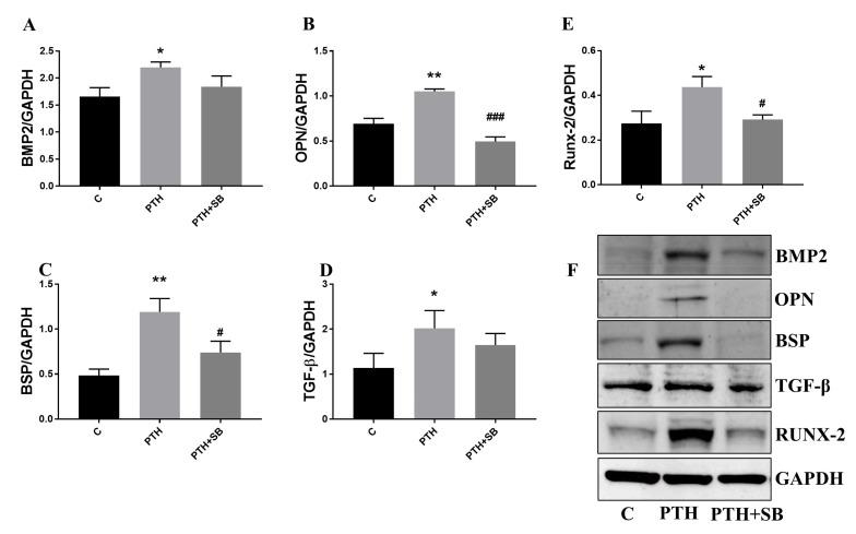 https://cdn.ncbi.nlm.nih.gov/pmc/blobs/9bed/8998852/df18ac3c9cc7/ijms-23-03776-g006.jpg