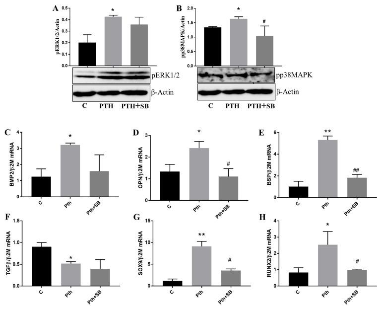 https://cdn.ncbi.nlm.nih.gov/pmc/blobs/9bed/8998852/f2200b6a093c/ijms-23-03776-g005.jpg