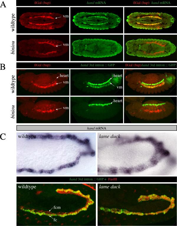 https://cdn.ncbi.nlm.nih.gov/pmc/blobs/9bfa/1891290/b9c4b6ac5363/1471-213X-7-49-2.jpg