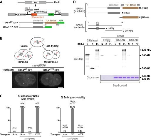 https://cdn.ncbi.nlm.nih.gov/pmc/blobs/9bfa/3776556/8bd5713f3ac1/elife01071f004.jpg