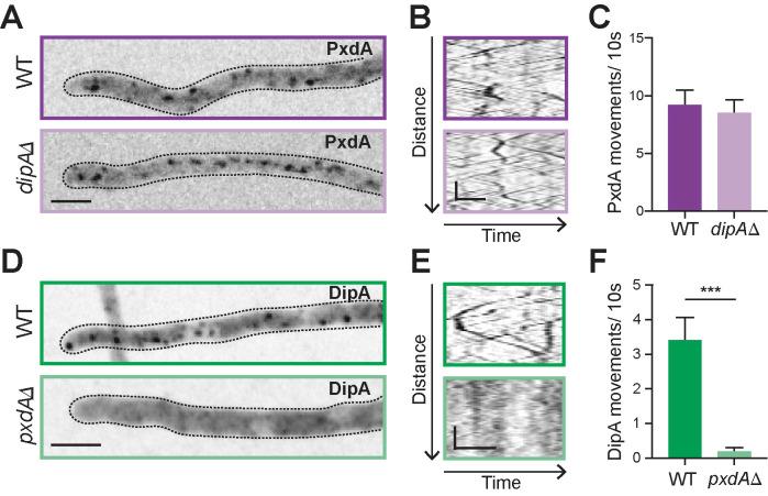 https://cdn.ncbi.nlm.nih.gov/pmc/blobs/9bfa/8101442/63867c941c80/mbc-32-492-g005.jpg