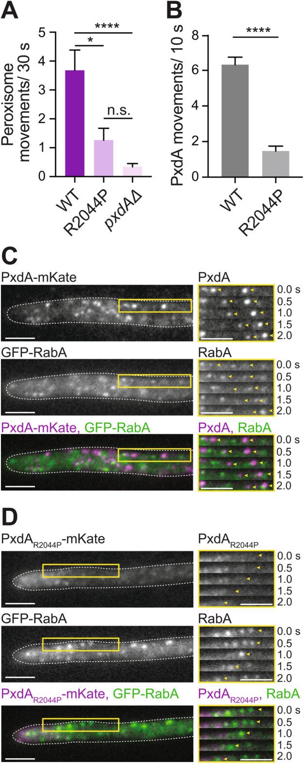 https://cdn.ncbi.nlm.nih.gov/pmc/blobs/9bfa/8101442/9c987dbf2748/mbc-32-492-g003.jpg