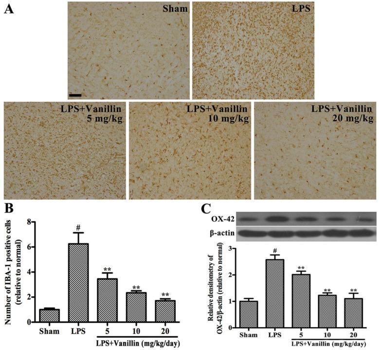 https://cdn.ncbi.nlm.nih.gov/pmc/blobs/9bff/5343924/a8198f2d4d16/ijms-18-00389-g003.jpg
