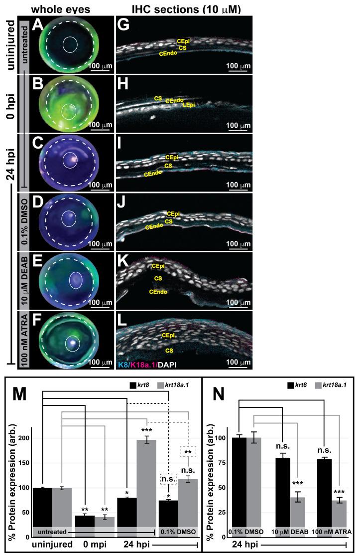 https://cdn.ncbi.nlm.nih.gov/pmc/blobs/9c00/11394277/8dd77db499bb/cells-13-01473-g009.jpg