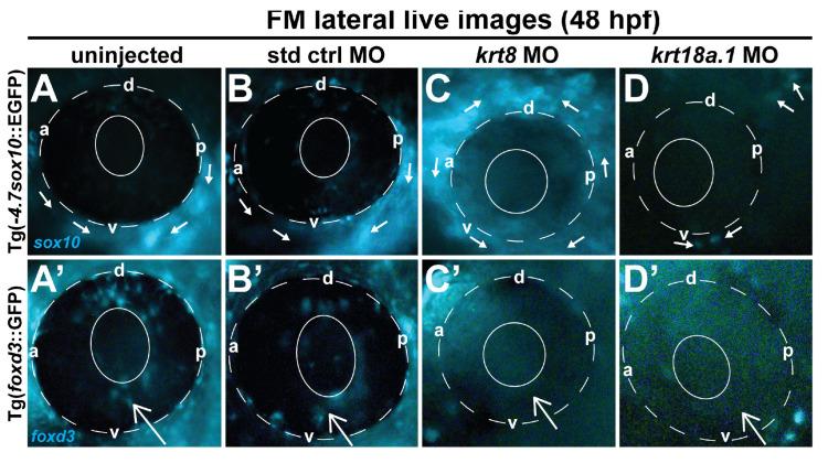 https://cdn.ncbi.nlm.nih.gov/pmc/blobs/9c00/11394277/c4a989669707/cells-13-01473-g004.jpg