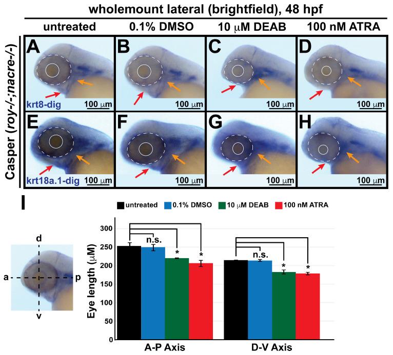 https://cdn.ncbi.nlm.nih.gov/pmc/blobs/9c00/11394277/ceb615d5c97e/cells-13-01473-g006.jpg