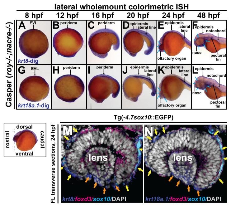https://cdn.ncbi.nlm.nih.gov/pmc/blobs/9c00/11394277/feb99ac0cb00/cells-13-01473-g002.jpg