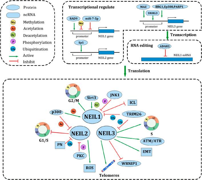 https://cdn.ncbi.nlm.nih.gov/pmc/blobs/9c04/12320393/d7a914ca6977/fcell-13-1612329-g002.jpg