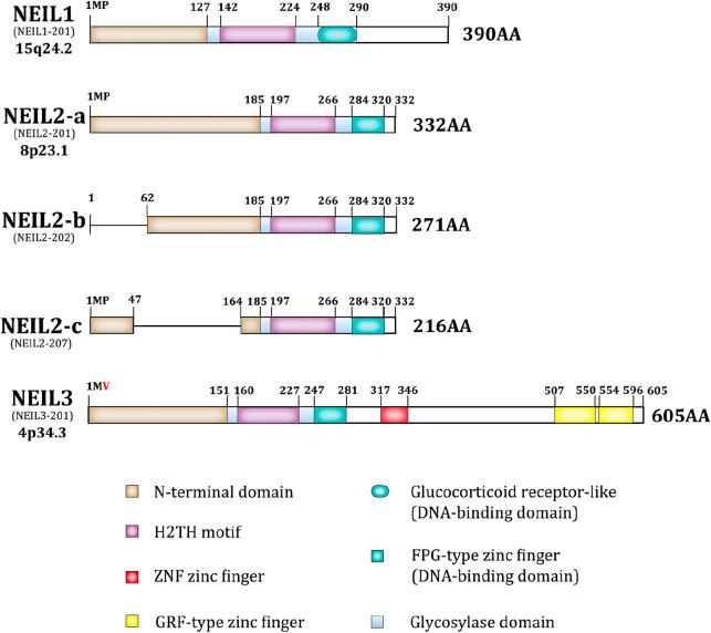https://cdn.ncbi.nlm.nih.gov/pmc/blobs/9c04/12320393/f337386655d9/fcell-13-1612329-g001.jpg