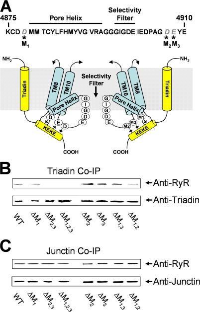 https://cdn.ncbi.nlm.nih.gov/pmc/blobs/9c09/2151650/e2d439c14560/jgp1300365f01.jpg