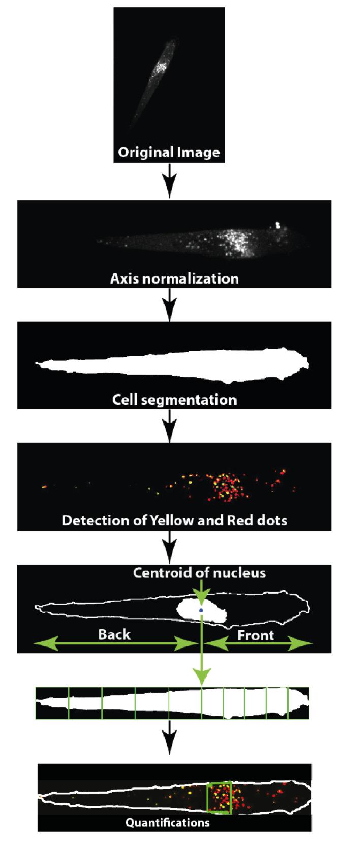https://cdn.ncbi.nlm.nih.gov/pmc/blobs/9c09/8534269/602c3aaf0cf4/cells-10-02637-g004.jpg