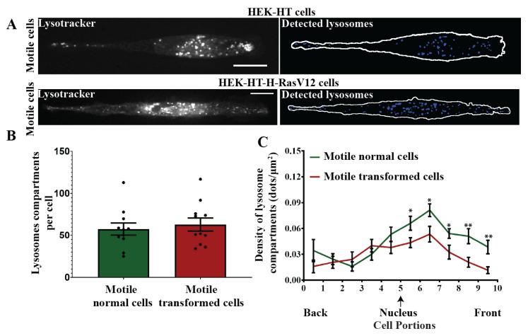https://cdn.ncbi.nlm.nih.gov/pmc/blobs/9c09/8534269/8c7d89938aa3/cells-10-02637-g006.jpg