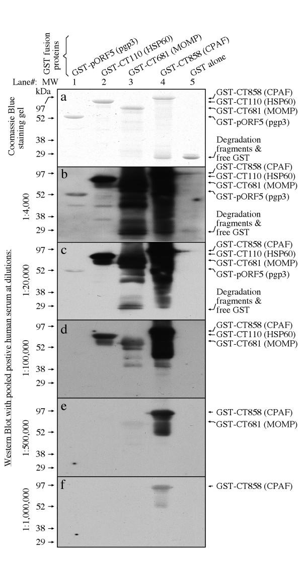 https://cdn.ncbi.nlm.nih.gov/pmc/blobs/9c0a/2432062/214ebef2c2db/1471-2180-8-90-7.jpg