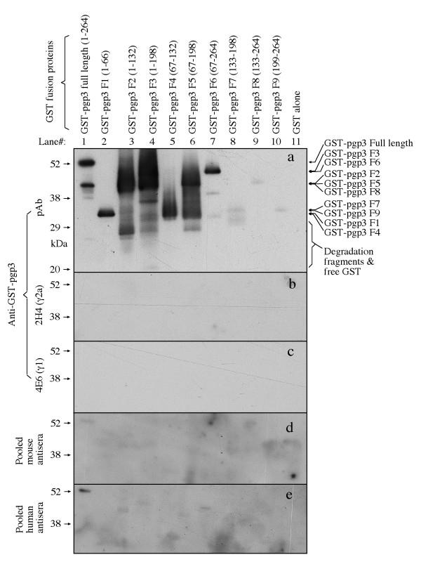 https://cdn.ncbi.nlm.nih.gov/pmc/blobs/9c0a/2432062/b18aba8f7857/1471-2180-8-90-8.jpg