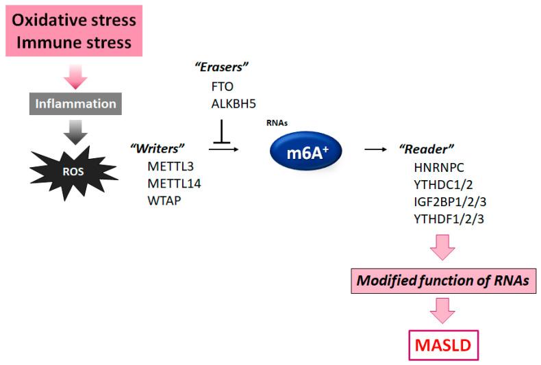 https://cdn.ncbi.nlm.nih.gov/pmc/blobs/9c0d/11990428/6ee4bf251b1b/nutrients-17-01158-g002.jpg