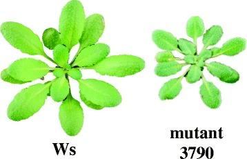 https://cdn.ncbi.nlm.nih.gov/pmc/blobs/9c11/4243735/4f21441fdf9f/12870_2014_217_Fig1_HTML.jpg