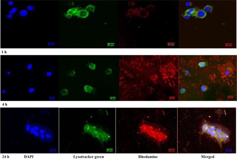 https://cdn.ncbi.nlm.nih.gov/pmc/blobs/9c11/6933766/cea0c0e2a0d8/ao9b03594_0002.jpg