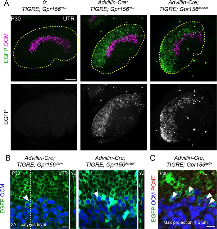 https://cdn.ncbi.nlm.nih.gov/pmc/blobs/9c12/11556791/43de9df51fef/elife-97674-fig7.jpg